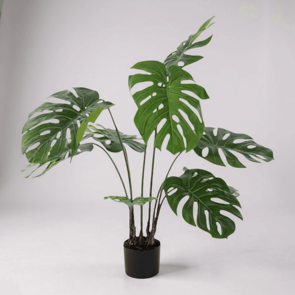 MONSTERA L – Διακοσμητικό
