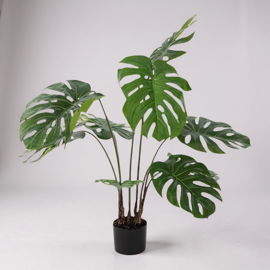 MONSTERA L