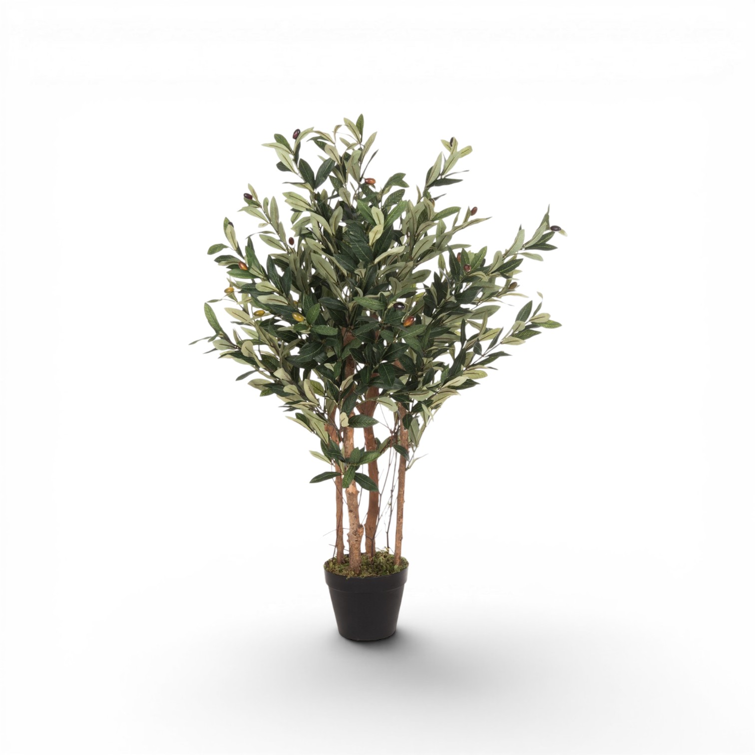 OLIVE tree